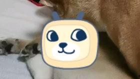 无码犬avi下载,带你走进神秘世界